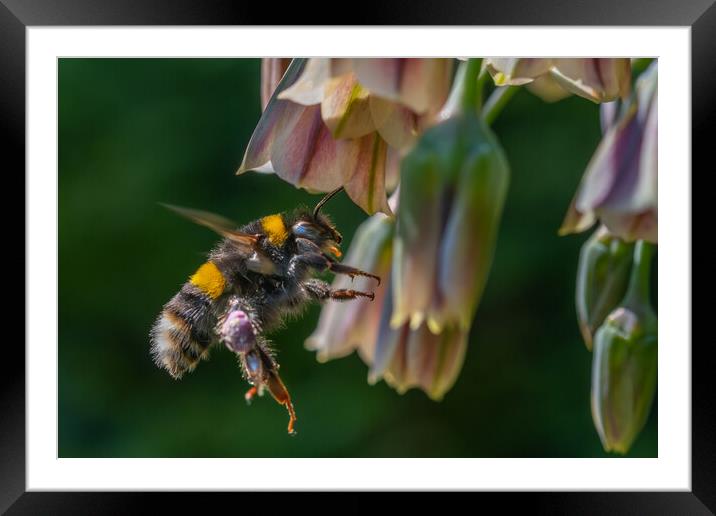 Flight of the Bumble Bee #3 Framed Mounted Print by Bill Allsopp