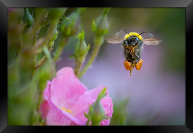 Early Bumble Bee at take off. Framed Print by Bill Allsopp