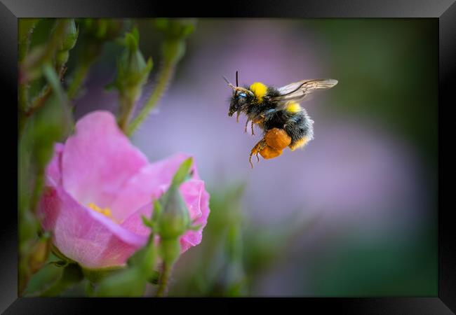 Pollen-Laden Early Bumble Bee Mid-Flight Framed Print by Bill Allsopp