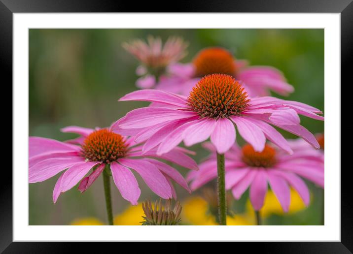 Massed pink conflowers. Framed Mounted Print by Bill Allsopp