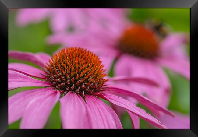 Blooming Echinacea: A Summer Spectacle Framed Print by Bill Allsopp