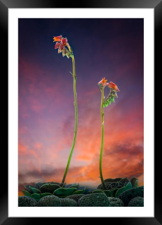 Mexican Desert Dawn Framed Mounted Print by Bill Allsopp