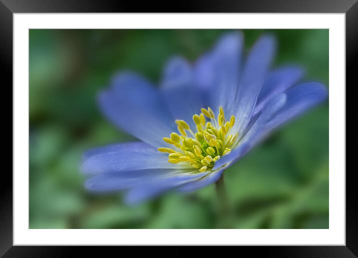 Anemone Blanda Framed Mounted Print by Bill Allsopp