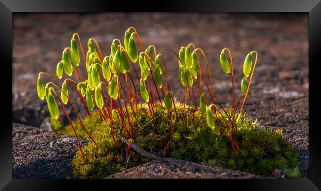 Enthralling Moss Microcosm Unveiled Framed Print by Bill Allsopp