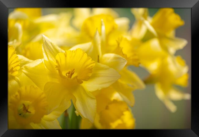 Spectacular Daffodil explosion Framed Print by Bill Allsopp