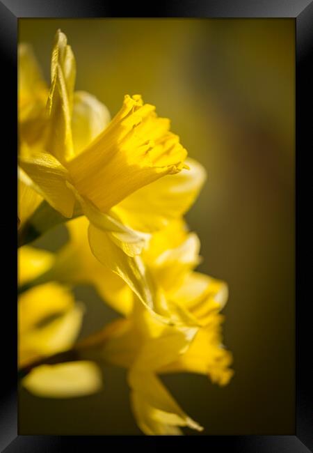 A mass of golden daffodils Framed Print by Bill Allsopp