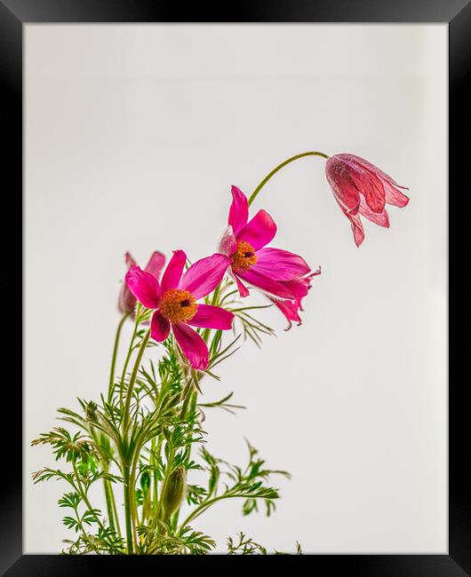 Subtle Elegance of Pasque Flowers Framed Print by Bill Allsopp