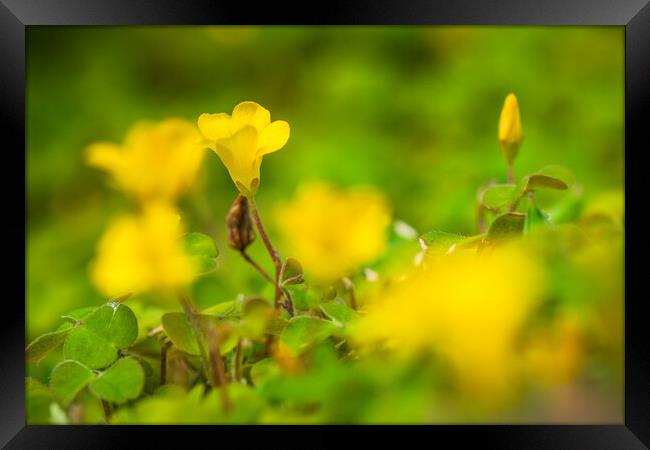 Yellow Oxalis flowers Framed Print by Bill Allsopp