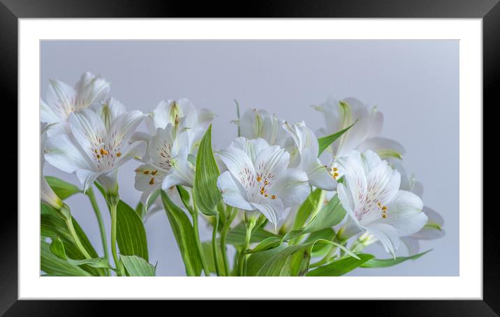 Peruvian Lily Flowers Framed Mounted Print by Bill Allsopp
