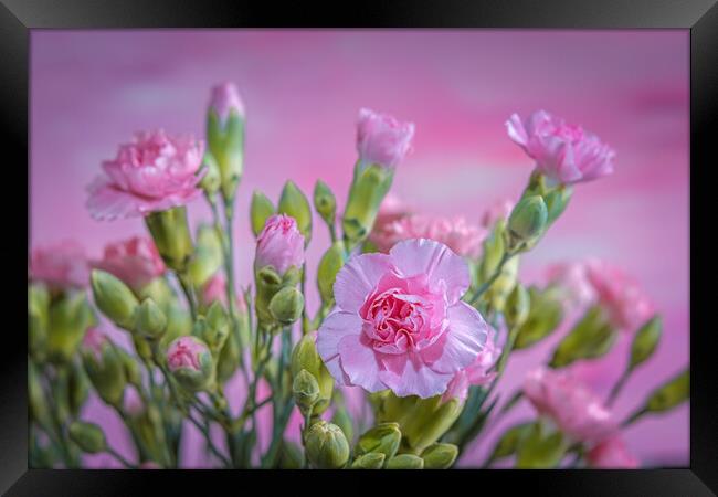 Pink Carnations in a vase. Framed Print by Bill Allsopp