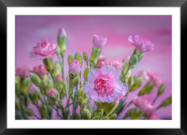 Pink Carnations in a vase. Framed Mounted Print by Bill Allsopp