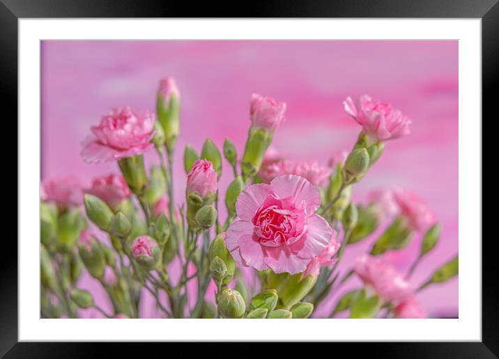 A mass of pink blooms. Framed Mounted Print by Bill Allsopp