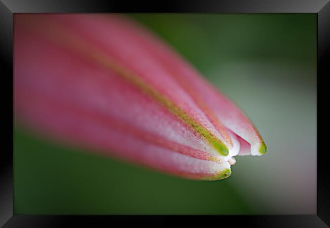 Lily the Pink. Framed Print by Bill Allsopp
