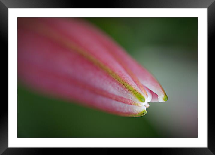 Lily the Pink. Framed Mounted Print by Bill Allsopp