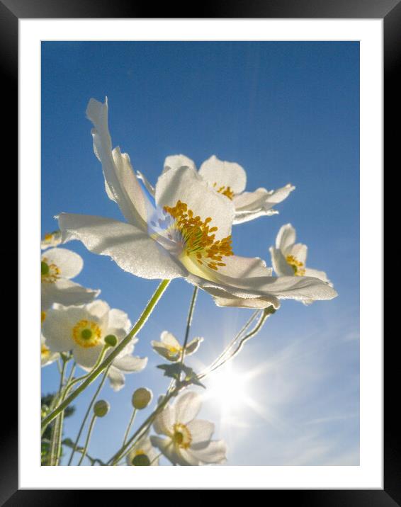 Windflower sunburst. Framed Mounted Print by Bill Allsopp