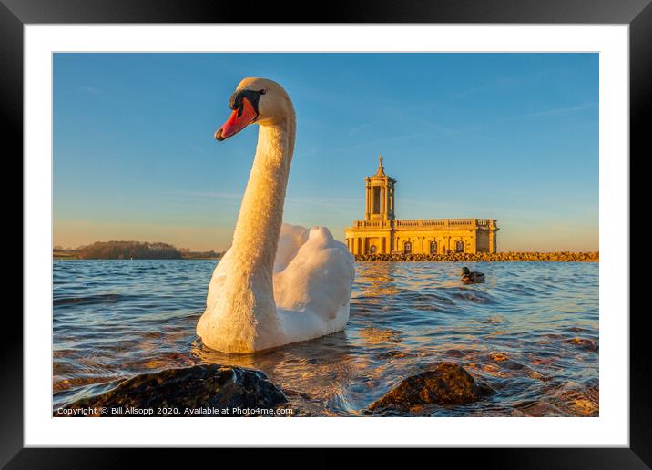 Rutland Water Swan. Framed Mounted Print by Bill Allsopp