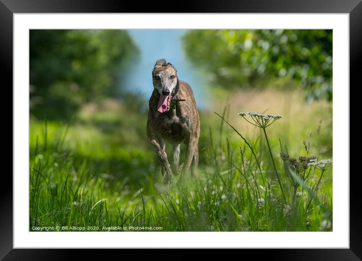 A brindle Greyhound running in long grass. Framed Mounted Print by Bill Allsopp