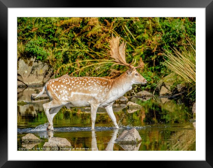 Wading stag. Framed Mounted Print by Bill Allsopp