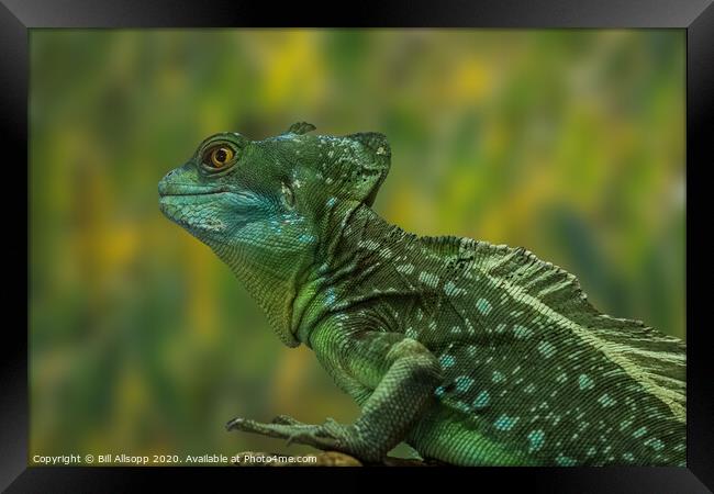 Plumed Basilisk Framed Print by Bill Allsopp