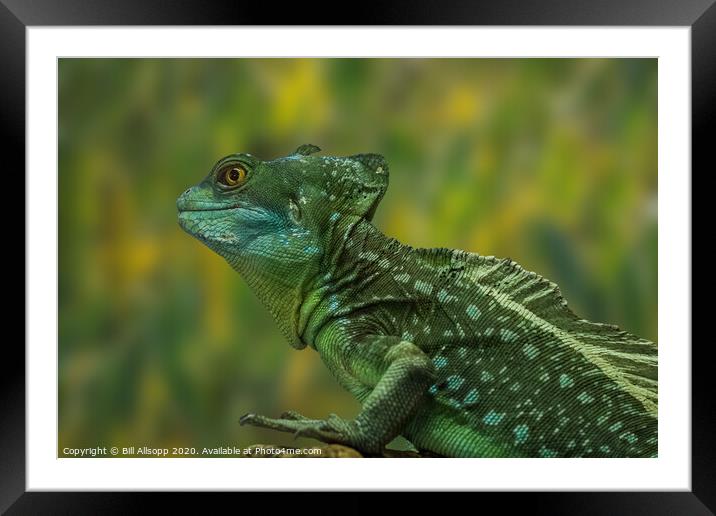 Plumed Basilisk Framed Mounted Print by Bill Allsopp