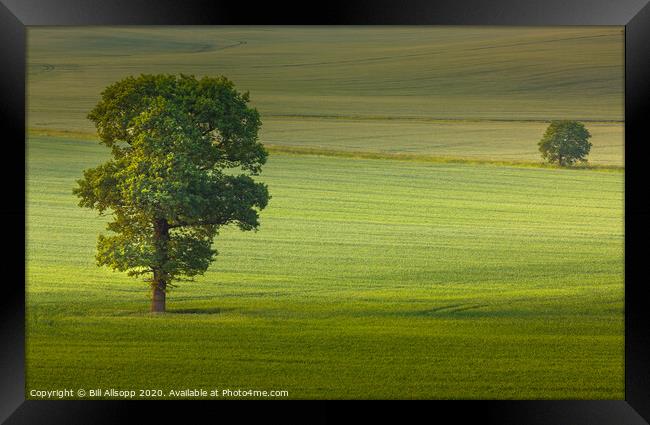Two Trees. Framed Print by Bill Allsopp