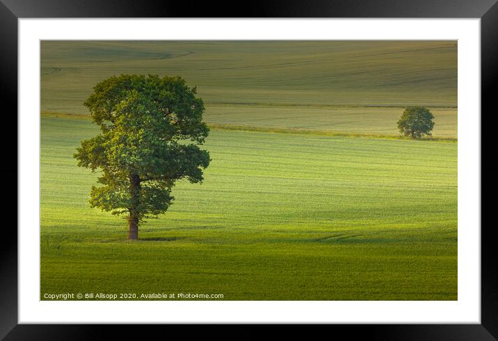 Two Trees. Framed Mounted Print by Bill Allsopp
