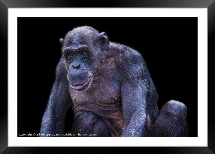 The thoughtful Chimanzee. Framed Mounted Print by Bill Allsopp