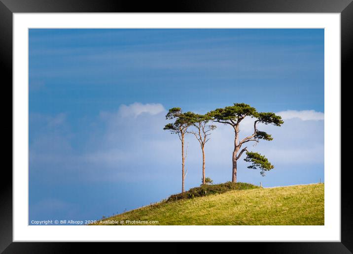 Three trees. Framed Mounted Print by Bill Allsopp