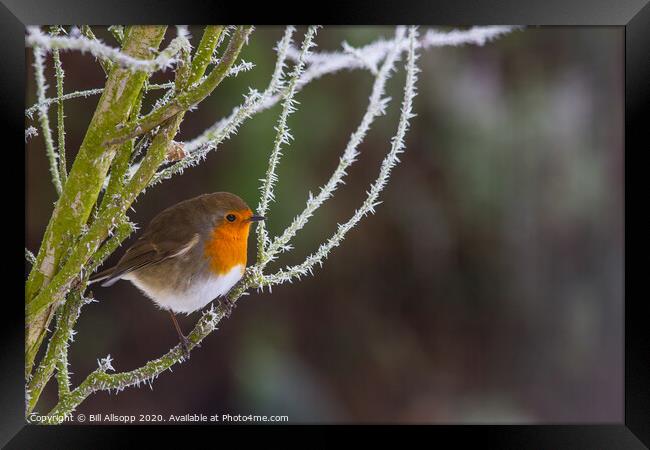 Robin in frost. Framed Print by Bill Allsopp