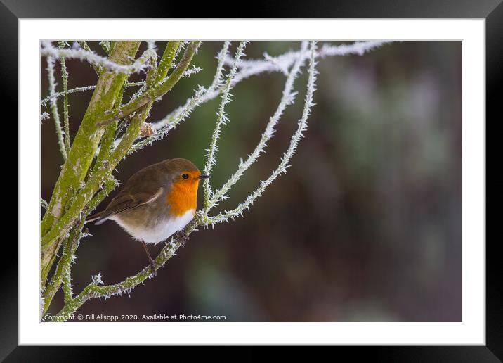 Robin in frost. Framed Mounted Print by Bill Allsopp