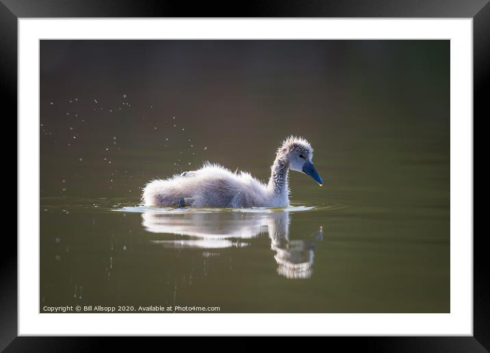 Splashing Cygnet. Framed Mounted Print by Bill Allsopp