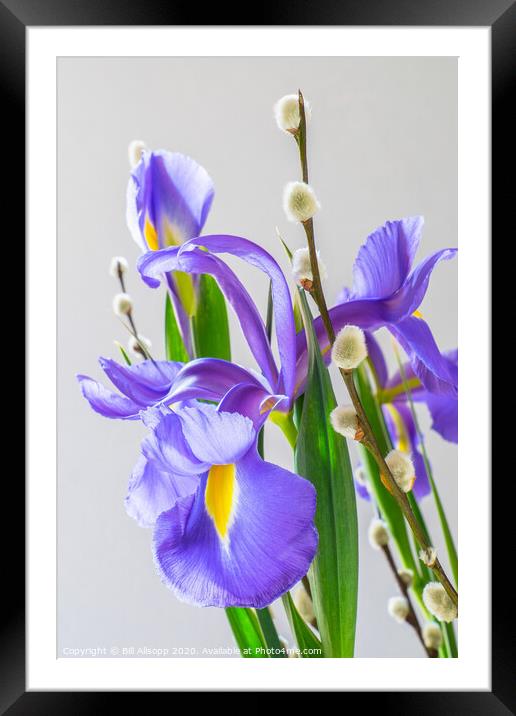 Iris and pussy Willow flowers. Framed Mounted Print by Bill Allsopp