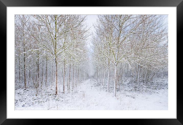Woodland in winter. Framed Mounted Print by Bill Allsopp