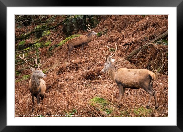 Three red deer stags. Framed Mounted Print by Bill Allsopp