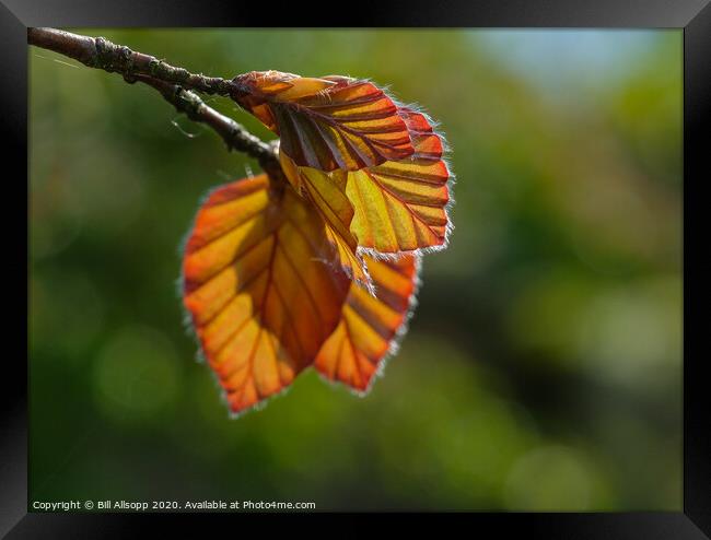 Backlit beech. Framed Print by Bill Allsopp