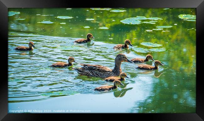 Fluffy ducklings. Framed Print by Bill Allsopp
