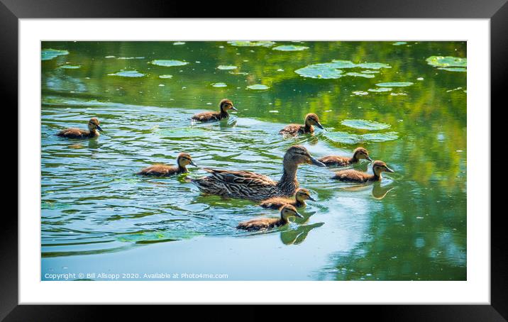 Fluffy ducklings. Framed Mounted Print by Bill Allsopp