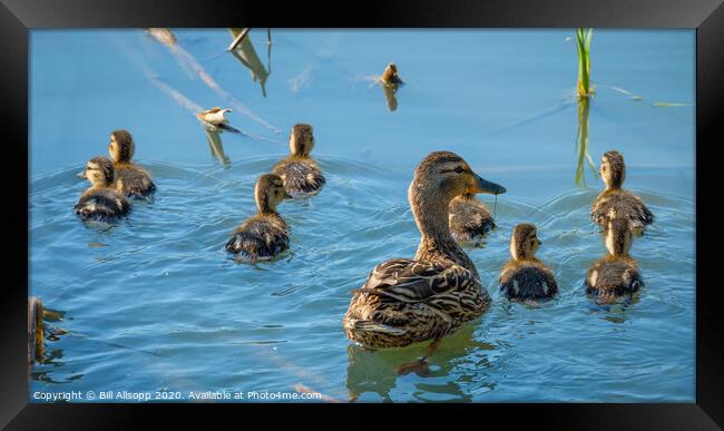 Under watchful eyes. Framed Print by Bill Allsopp