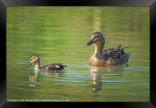 Mum follows on. Framed Print by Bill Allsopp