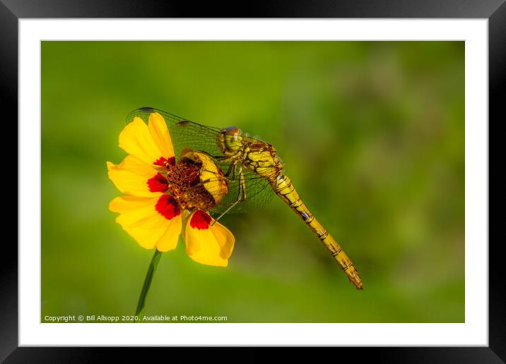 Common darter. Framed Mounted Print by Bill Allsopp