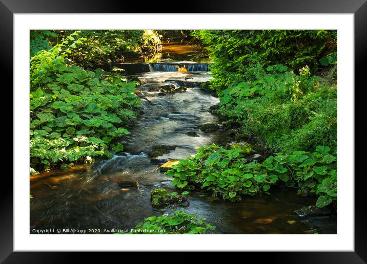 Green banks. Framed Mounted Print by Bill Allsopp