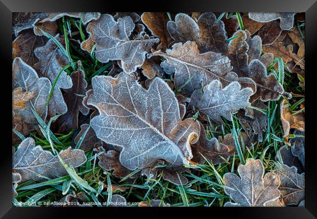 Oak leaves in winter. Framed Print by Bill Allsopp