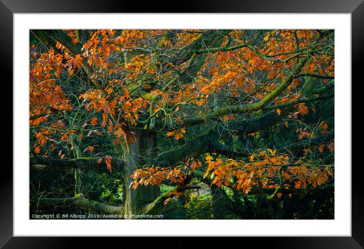 Oak tree in Autumn. Framed Mounted Print by Bill Allsopp