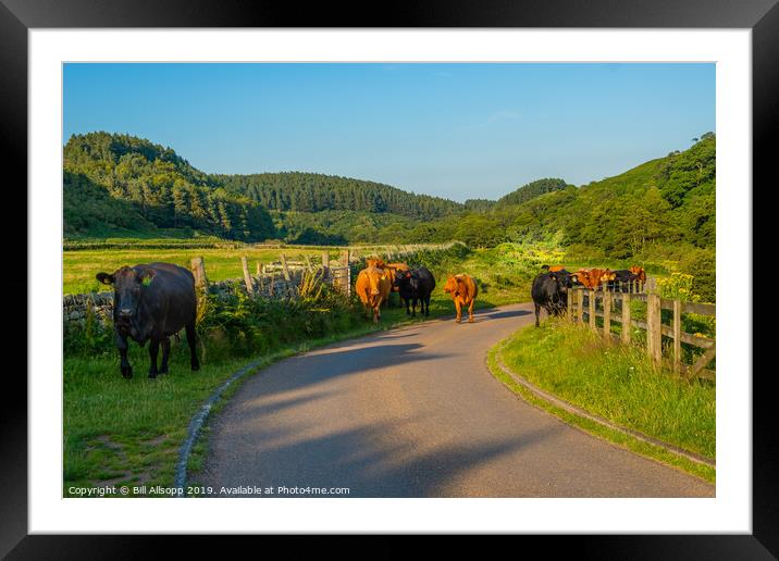 Cattle in the Cheviots. Framed Mounted Print by Bill Allsopp