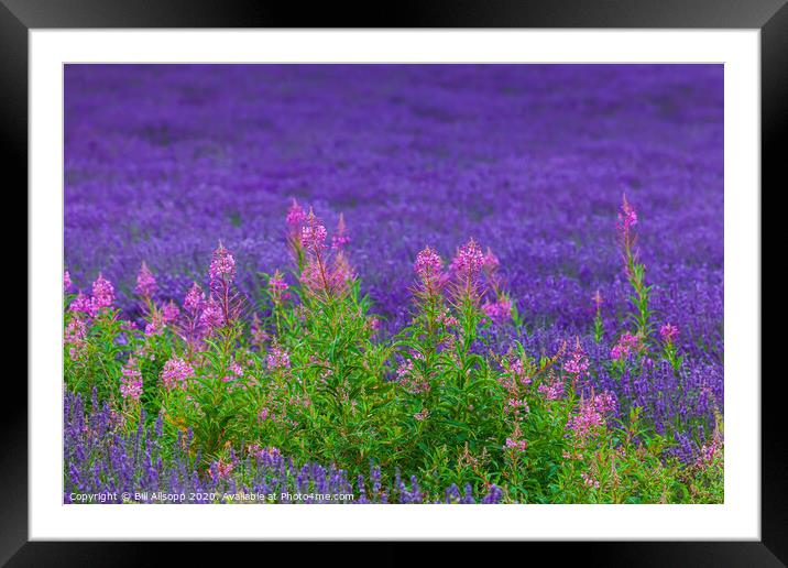 Rosebay willowherb in a Lavender field. Framed Mounted Print by Bill Allsopp