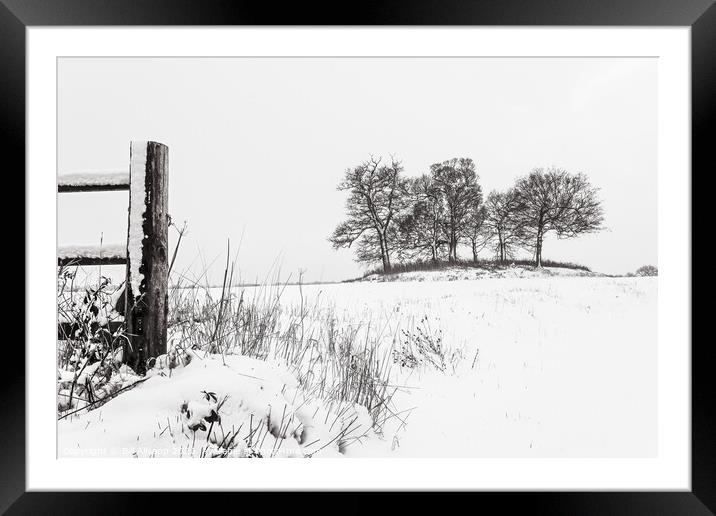 Trees in winter Framed Mounted Print by Bill Allsopp