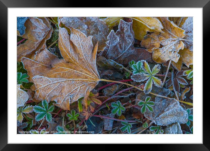 Frosted Leaves. Framed Mounted Print by Bill Allsopp