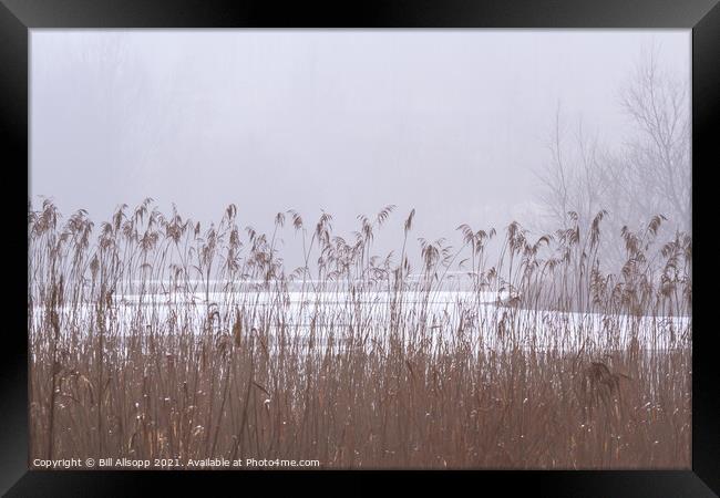Reeds on a misty day. Framed Print by Bill Allsopp
