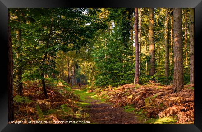 Sandringham woods. Framed Print by Bill Allsopp