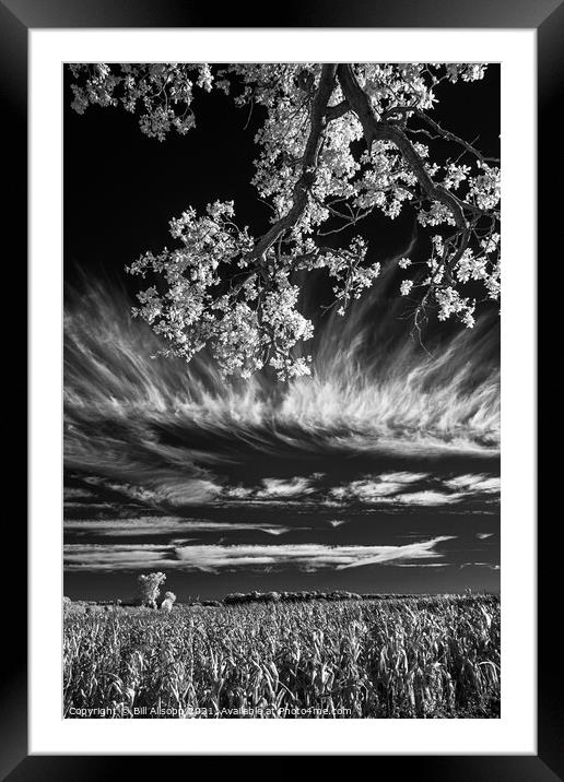 Field, tree and sky. Framed Mounted Print by Bill Allsopp